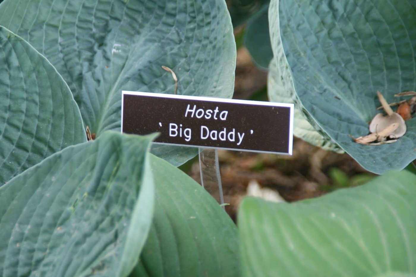 Hosta 'Big Daddy', large cupped and puckered blue leaves