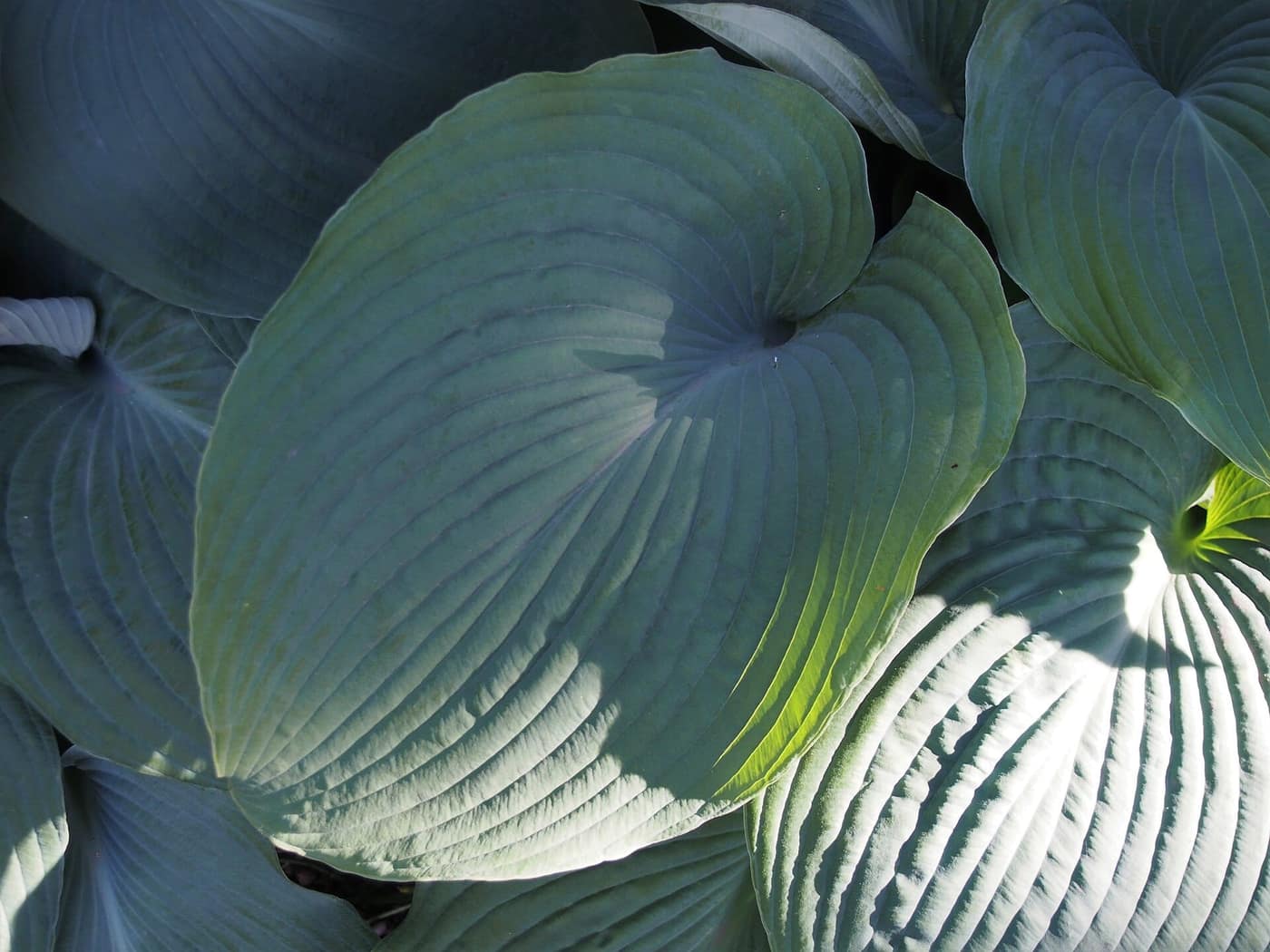 Hosta 'Blue Angel', large blue-grey heart-shaped leaves