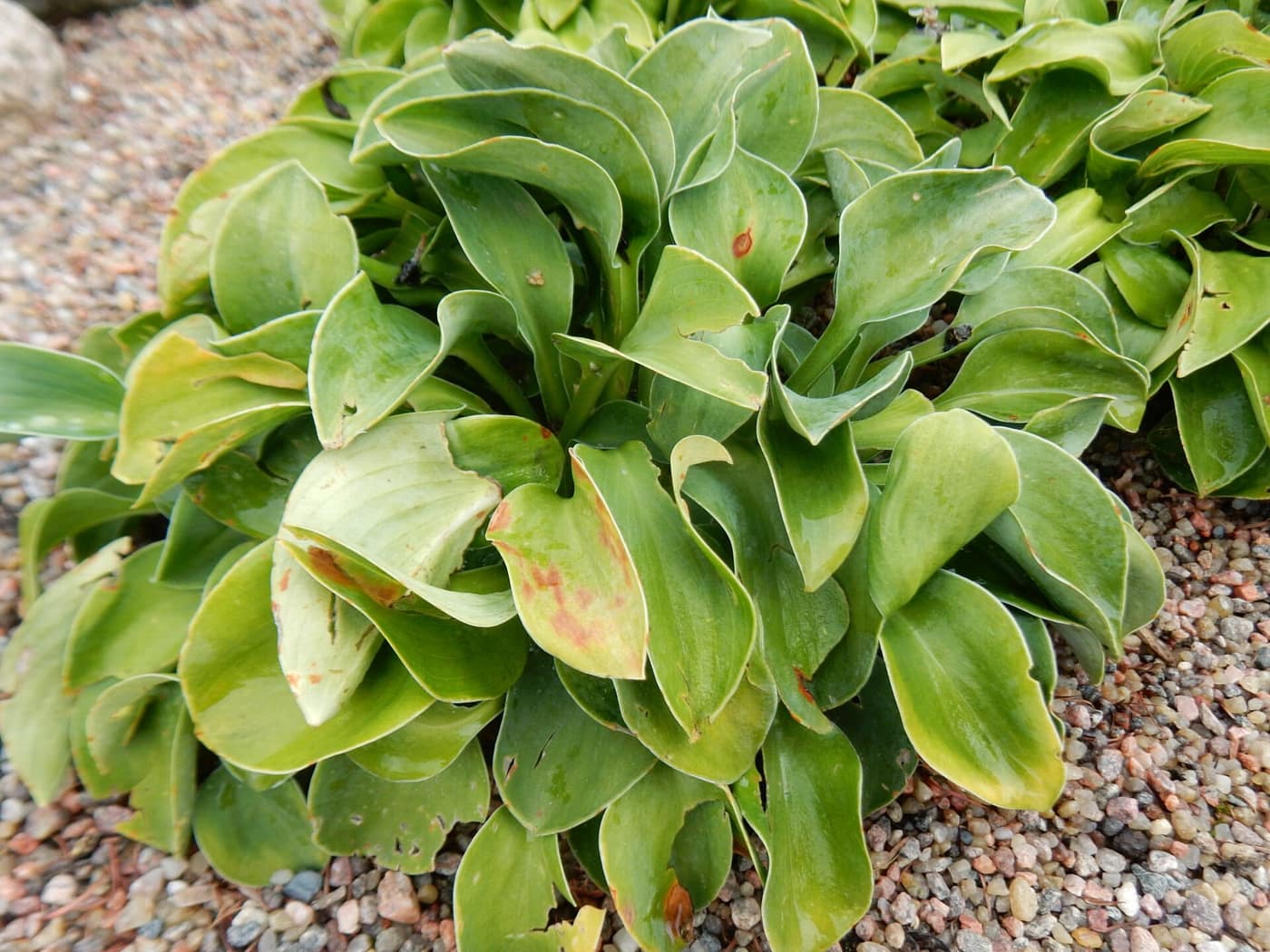 Hosta 'Blue Mouse Ears', a miniature with small round blue-grey leaves