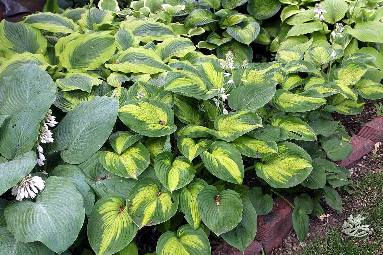 A dense private collection of hostas in many leaf colours