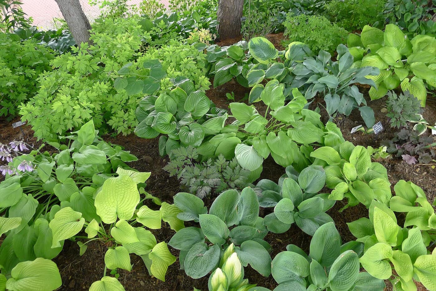 A bed of mixed hosta cultivars, blue, green and variegated, in a botanic garden