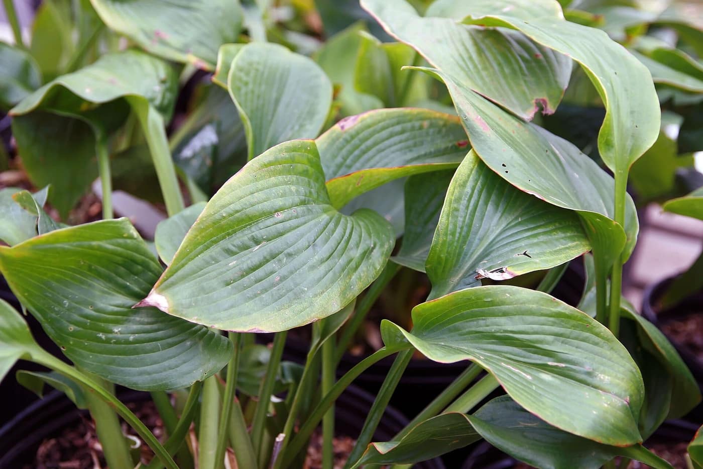 Hosta sieboldiana 'Elegans', blue-grey corrugated leaves