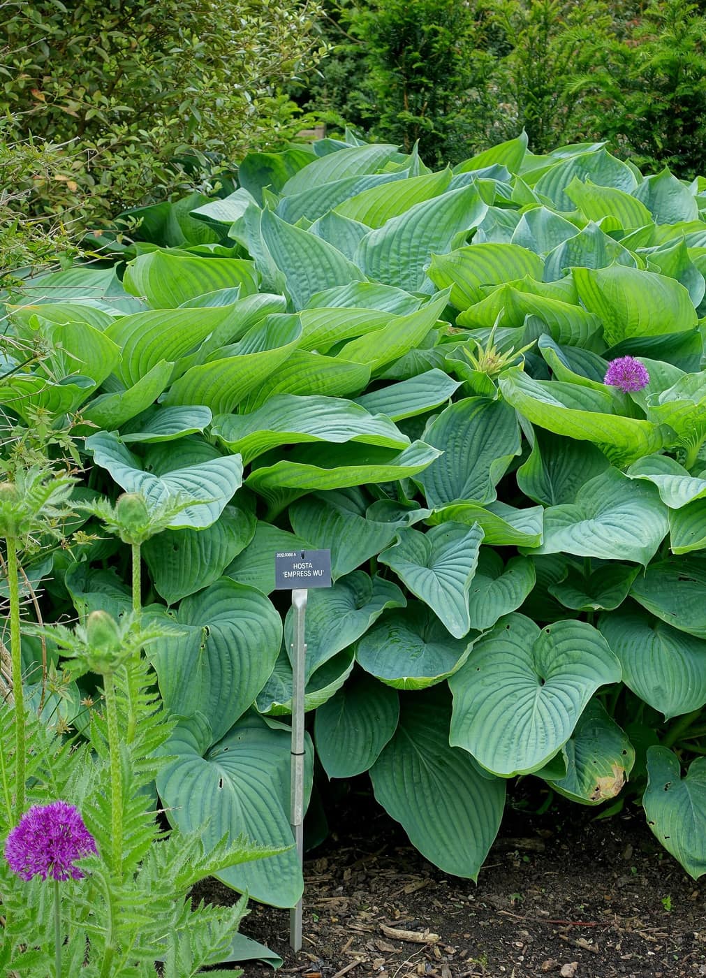 Hosta 'Empress Wu', a giant with dark green deeply veined leaves