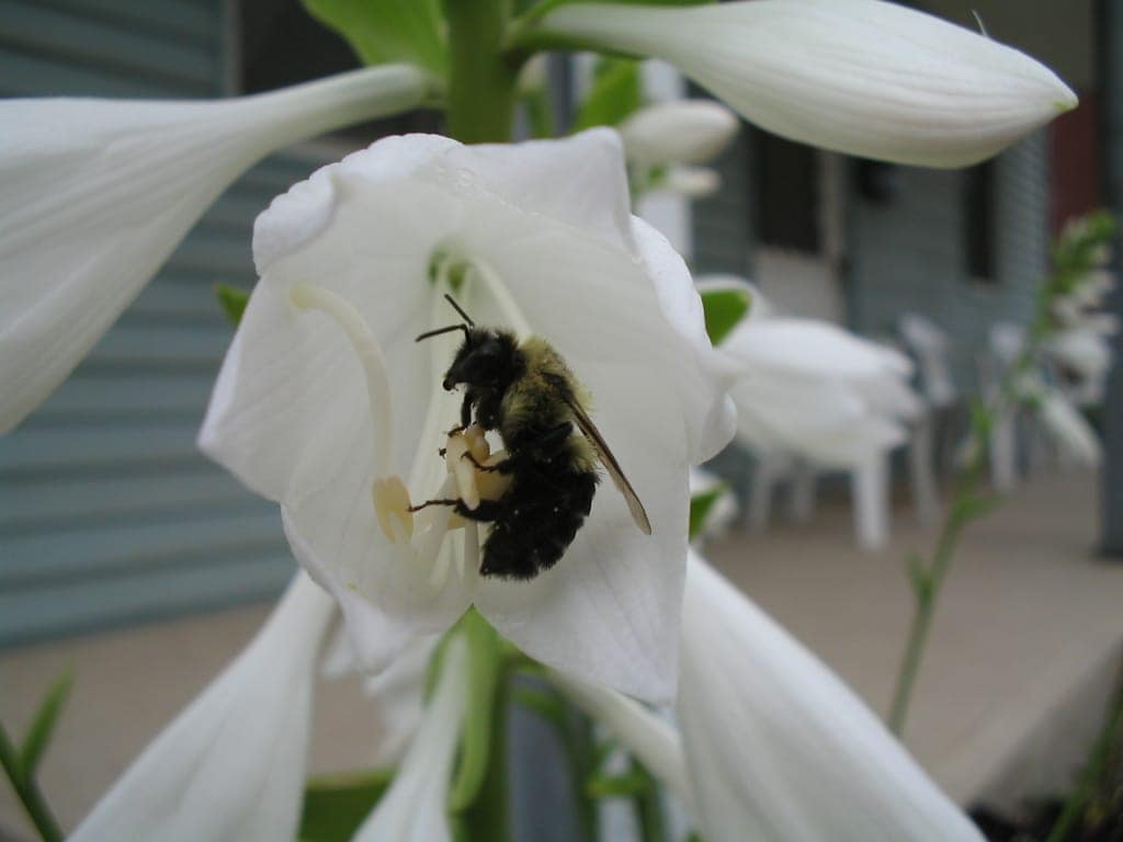 A bumble bee inside a pale lavender hosta flower