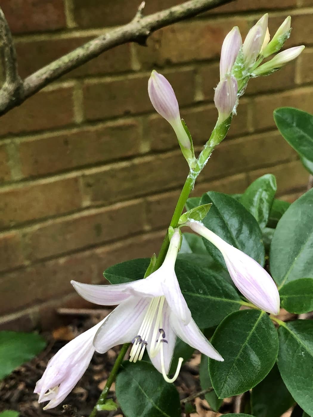 Hosta flower scapes rising above a roadside planting