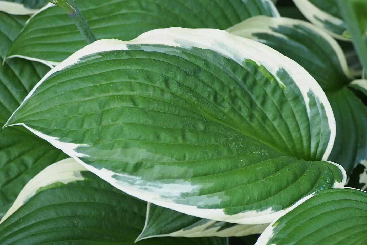 Hosta 'Francee', green leaves with a narrow white edge