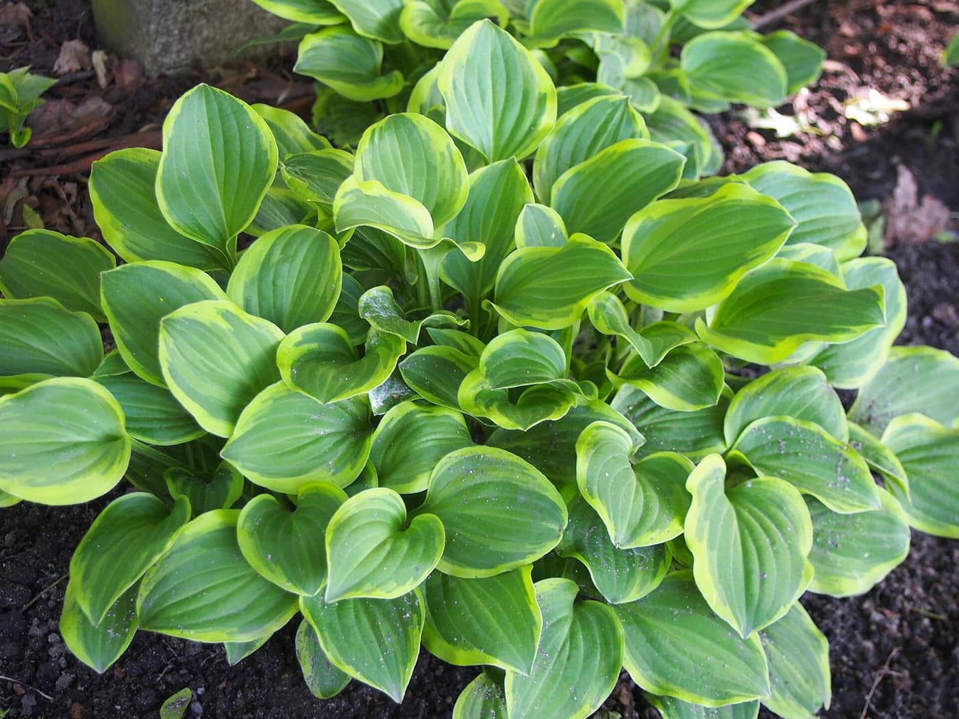 Hosta 'Golden Tiara', small green leaves with a gold edge