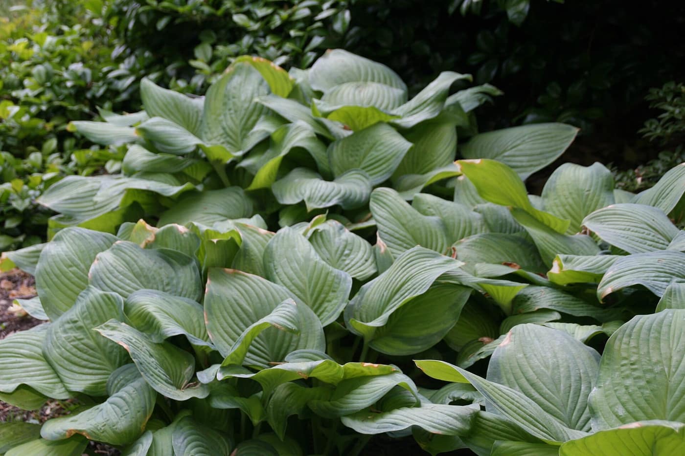 Hosta 'Guacamole', chartreuse-centred glossy leaves with a green margin