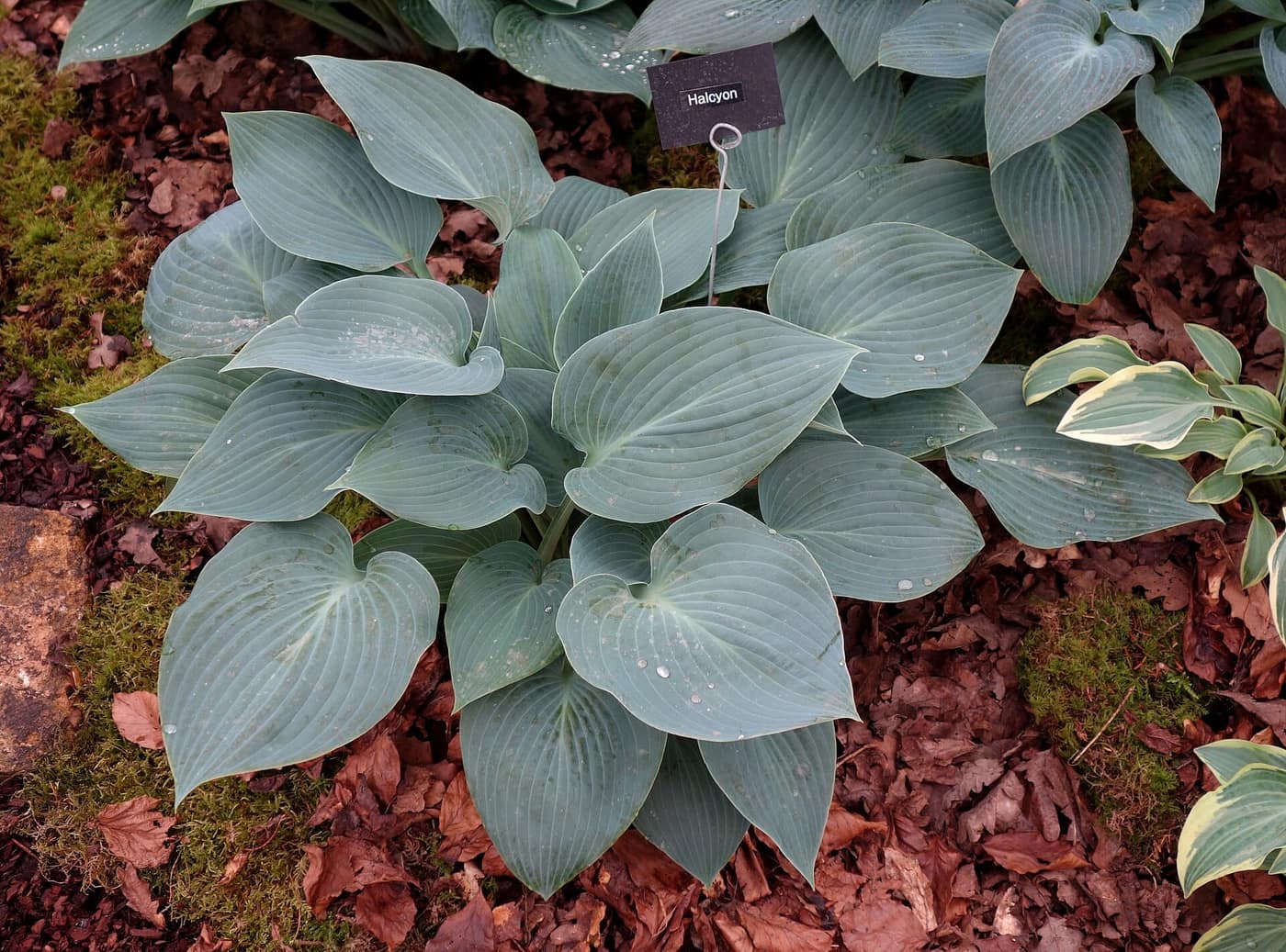 Hosta 'Halcyon', a mound of powder-blue spear-shaped leaves