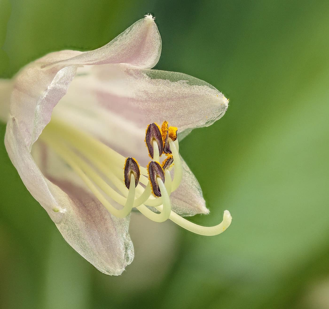 Hosta 'June', gold-centred leaves with a blue-green margin