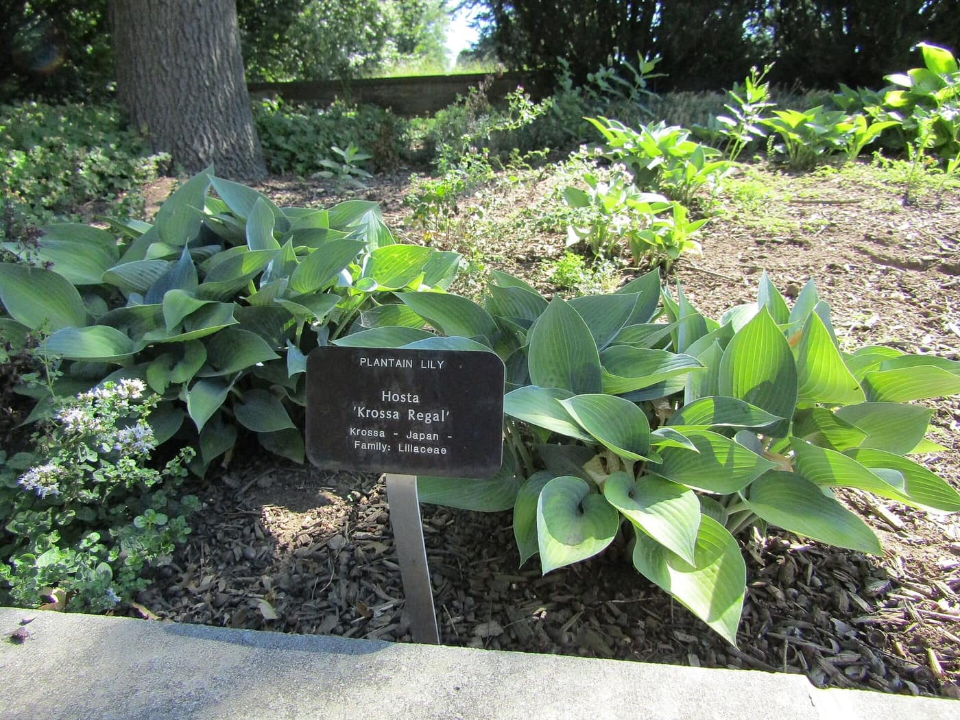 Hosta 'Krossa Regal', an upright vase of steel-blue leaves