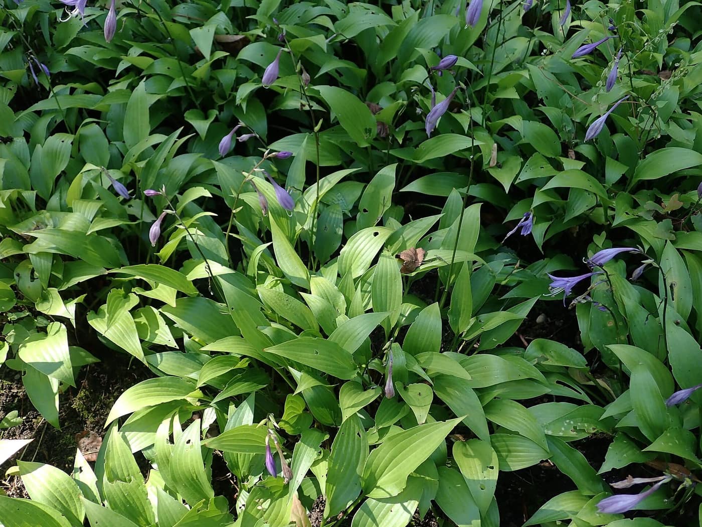 Hosta 'Lancifolia', narrow glossy green leaves in flower