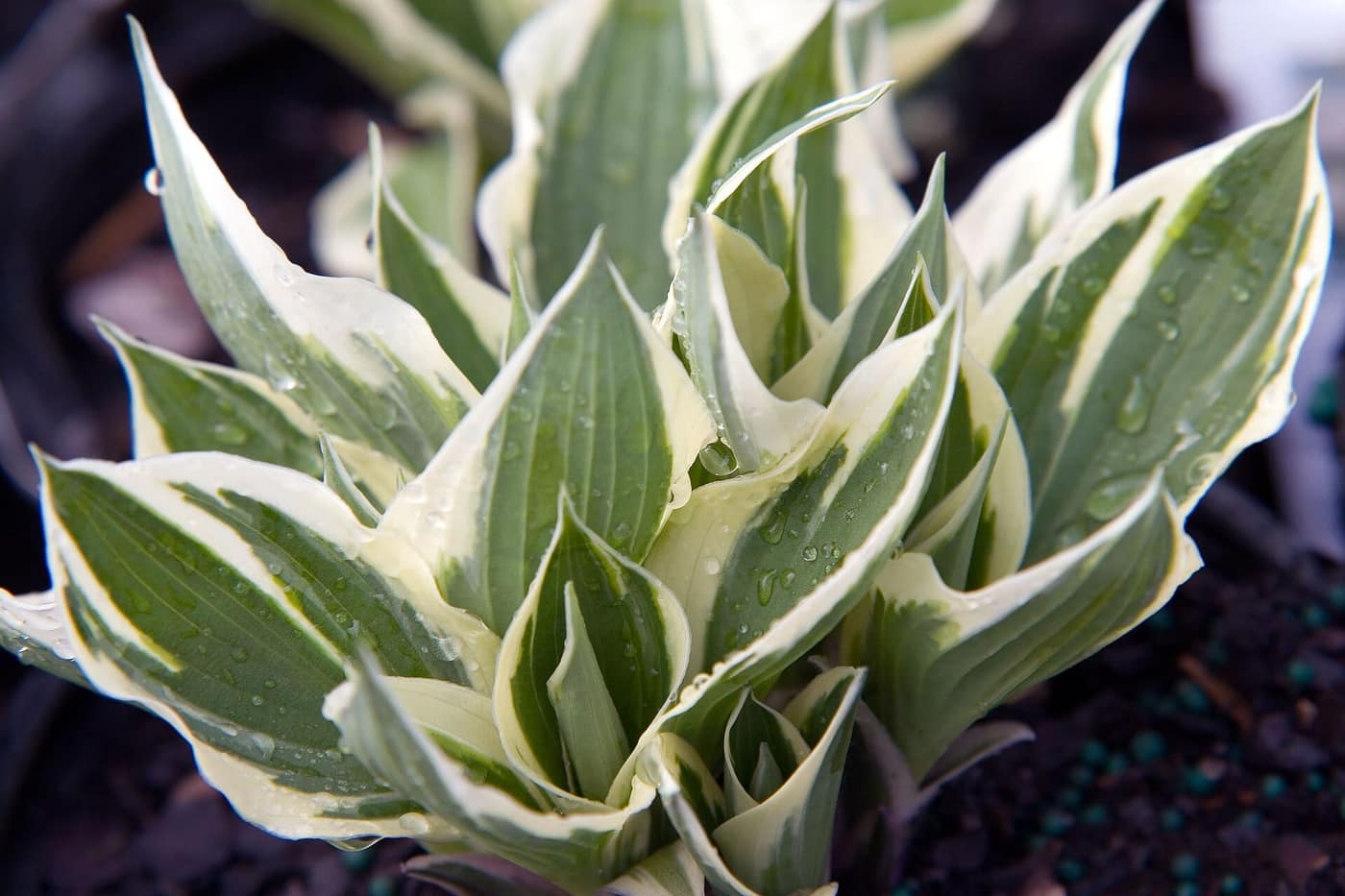 Hosta 'Patriot', green leaves with a wide white margin