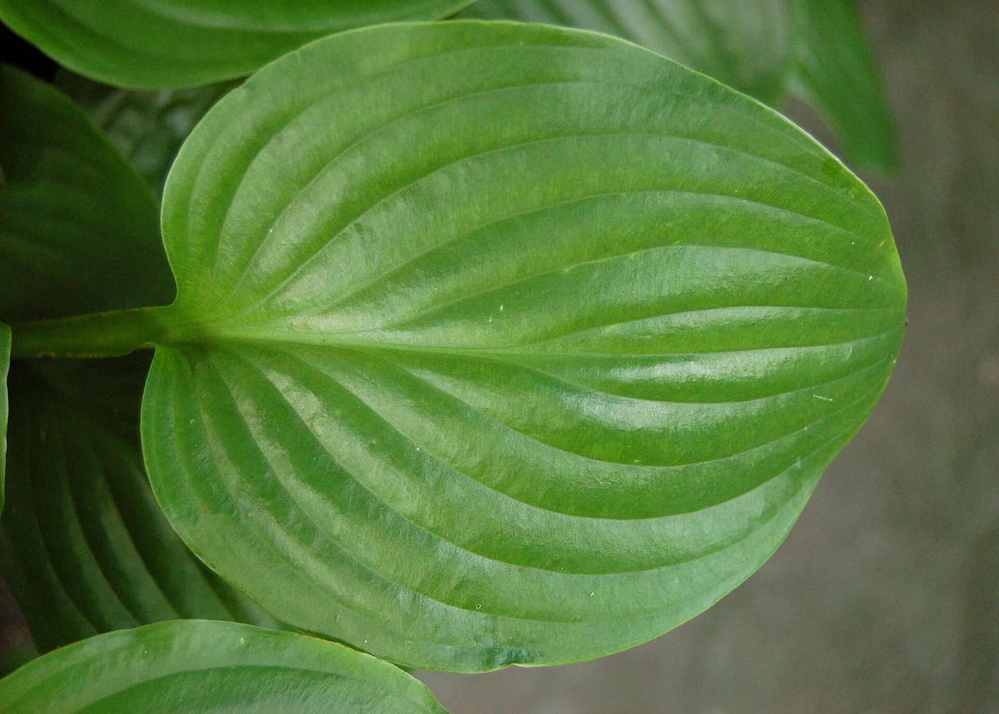 A single plain green glossy leaf of Hosta 'Royal Standard'