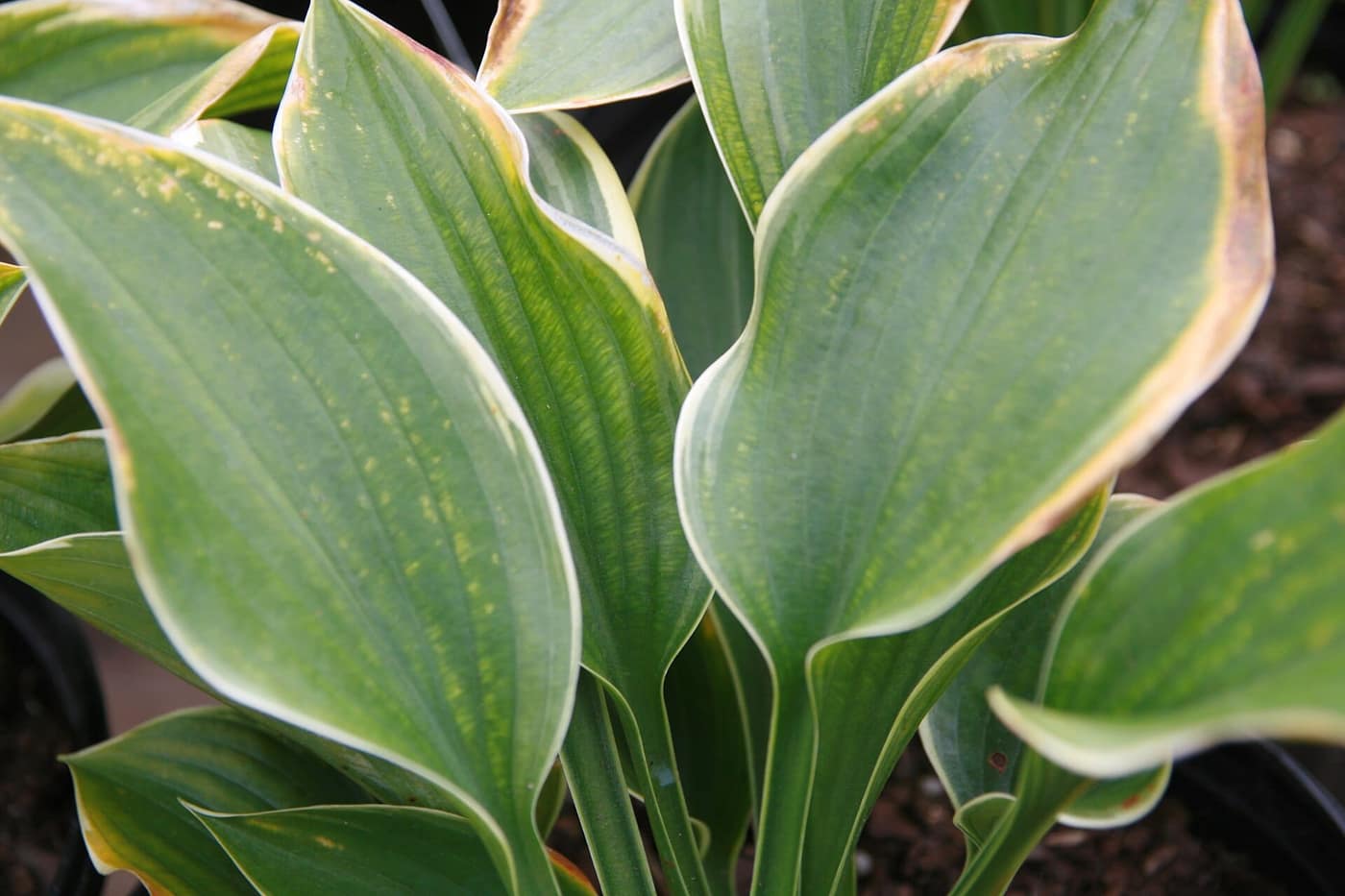 Hosta 'Sagae', upright blue-green leaves with a cream margin