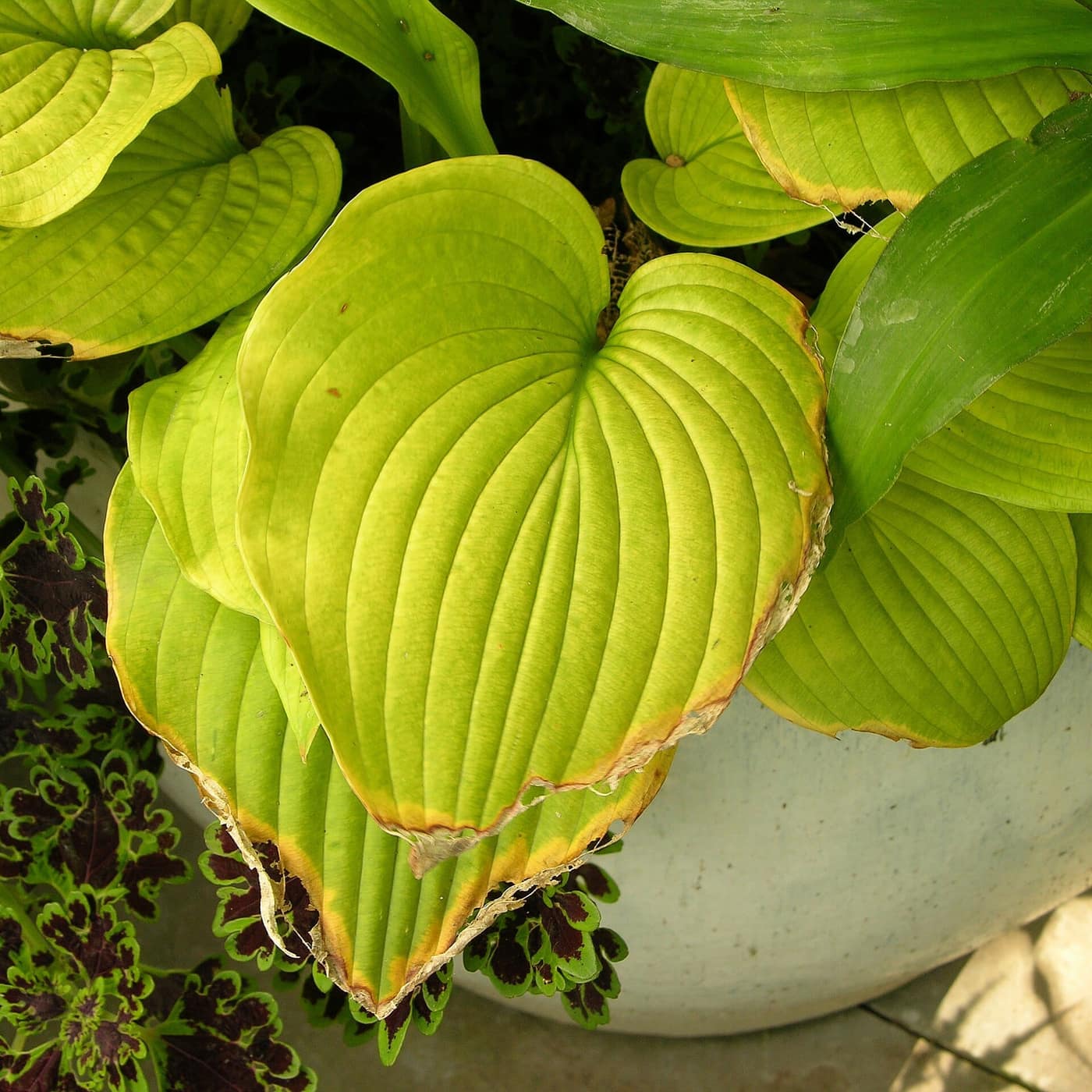 A single leaf of Hosta 'Sum and Substance', chartreuse and glossy