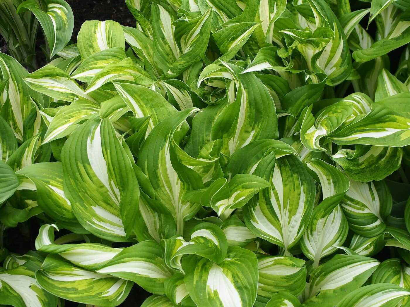 Hosta 'Undulata', wavy leaves with a white centre and green margin