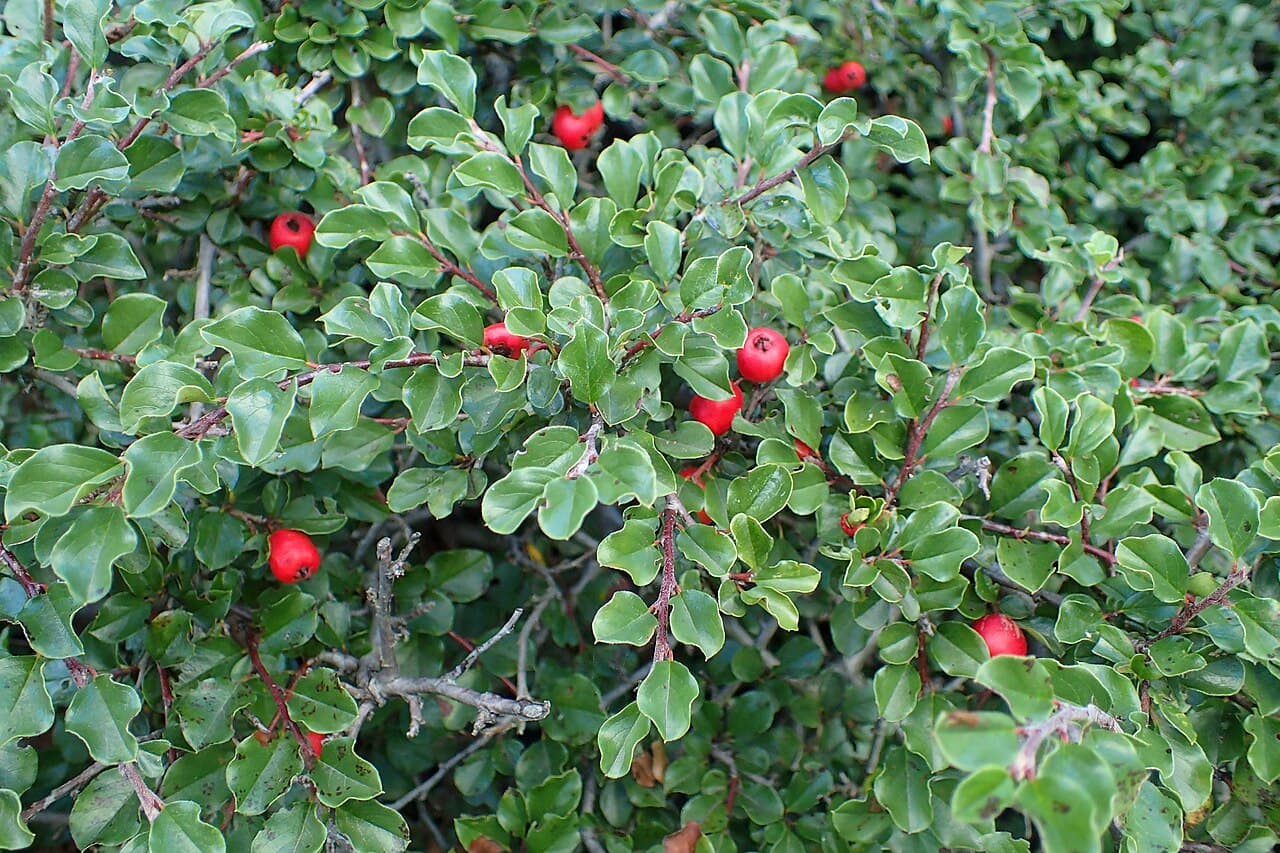 Low cotoneaster branches with red berries