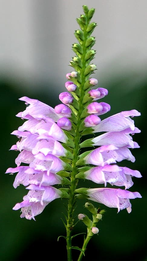 Pink flower spikes of obedient plant