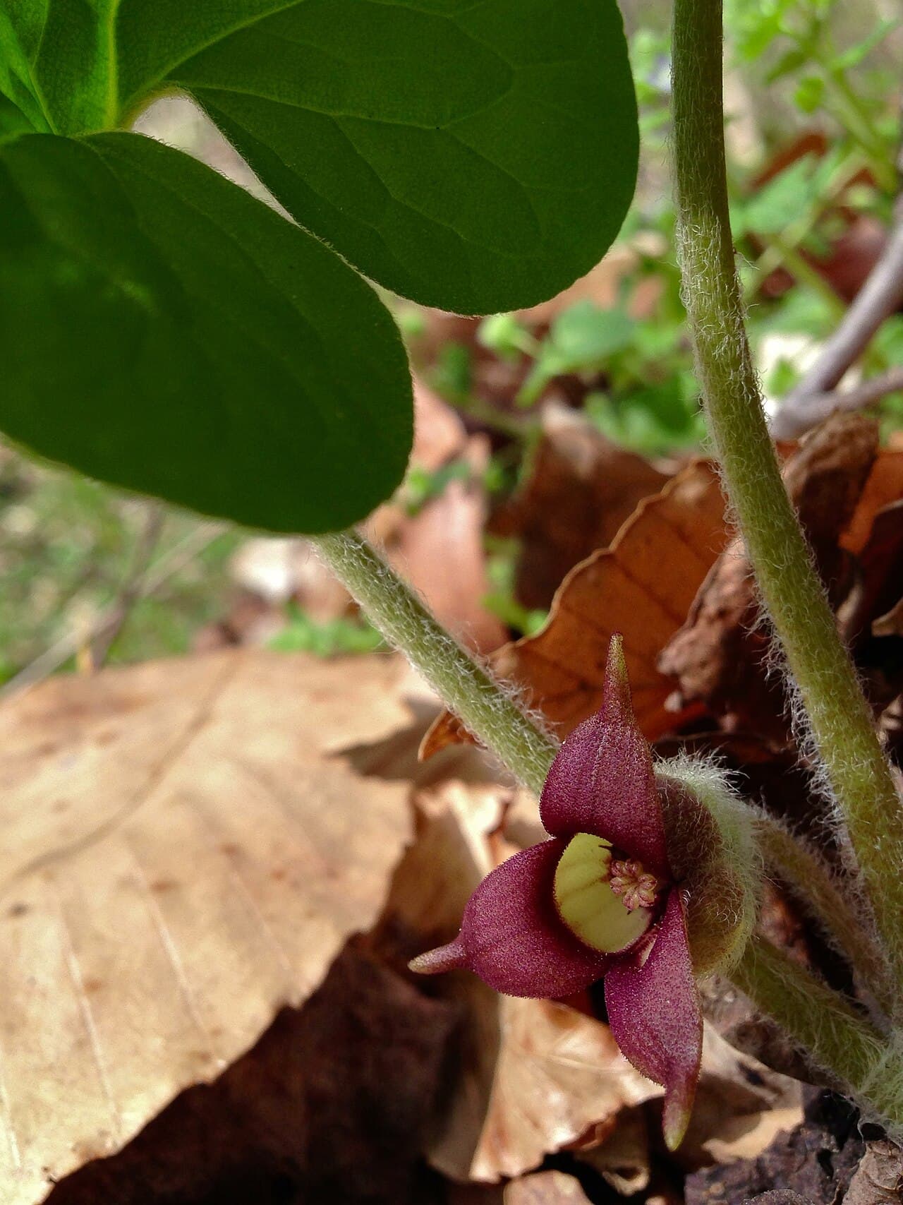 Heart-shaped leaves of wild ginger