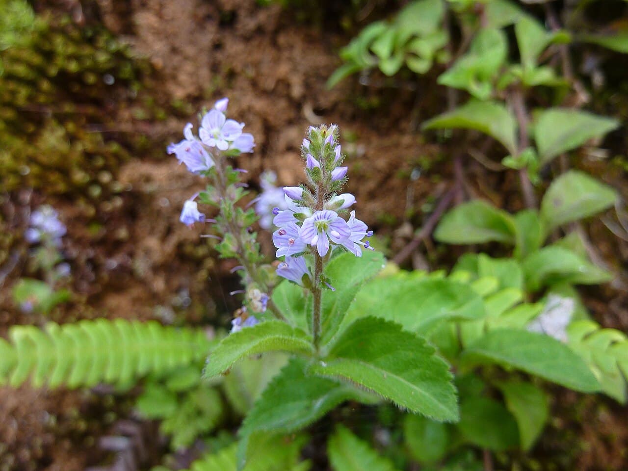 Blue speedwell flower spikes