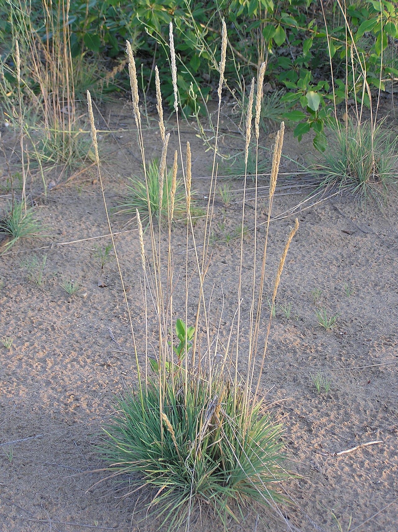 Blue-grey tufted June grass