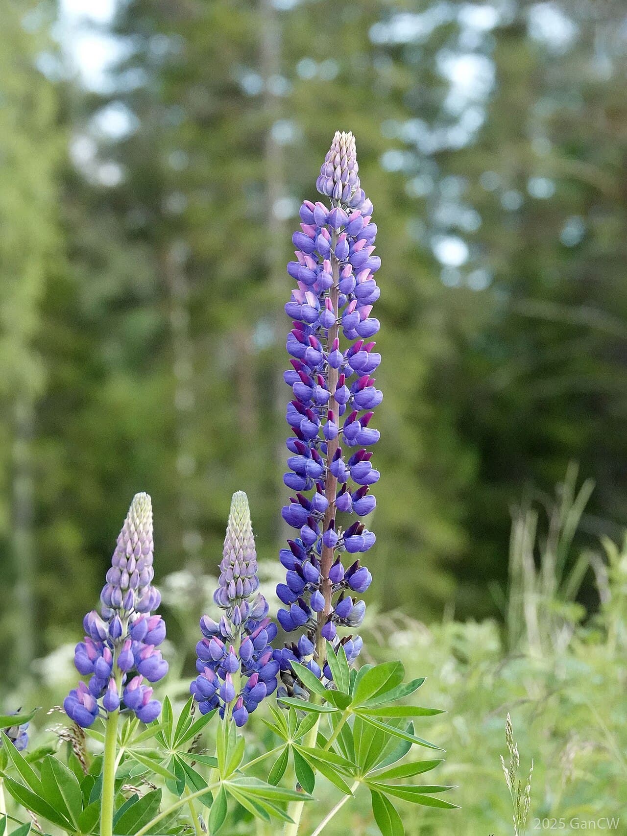 Tall lupine flower spikes