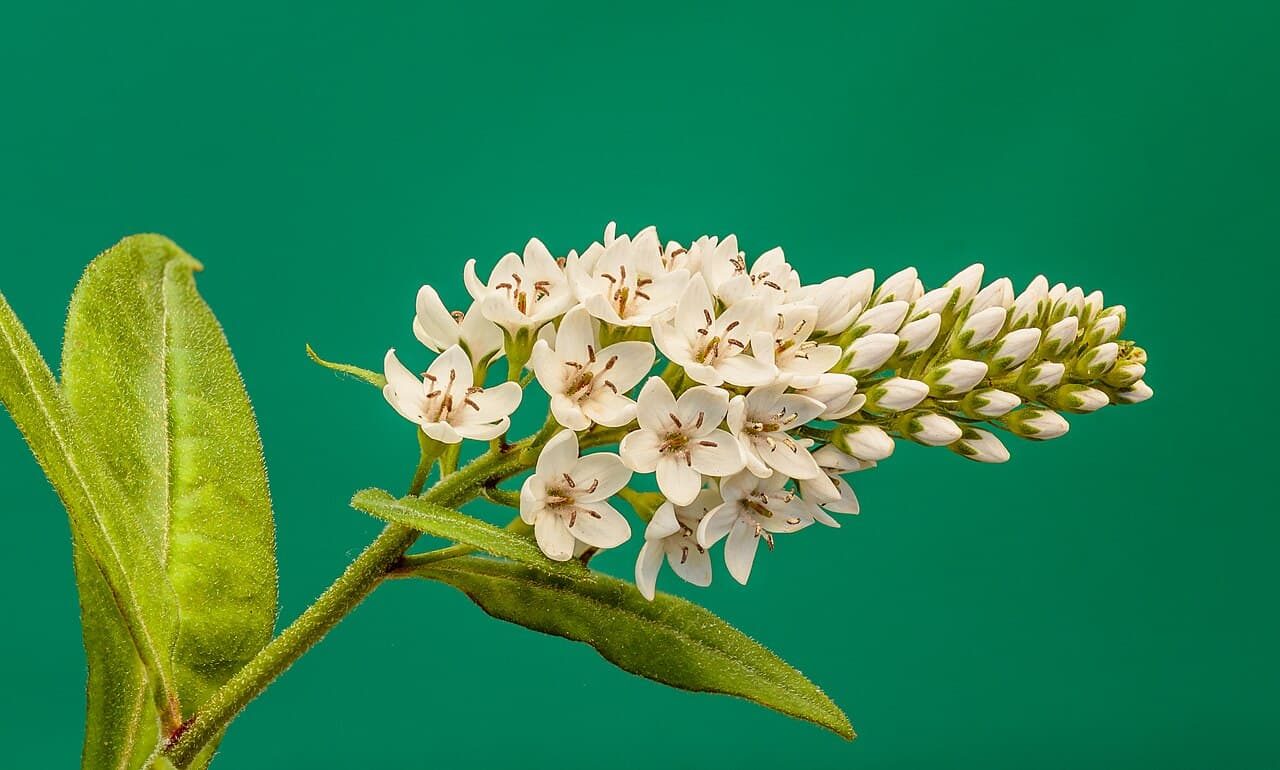 Curved white flower spikes of gooseneck loosestrife