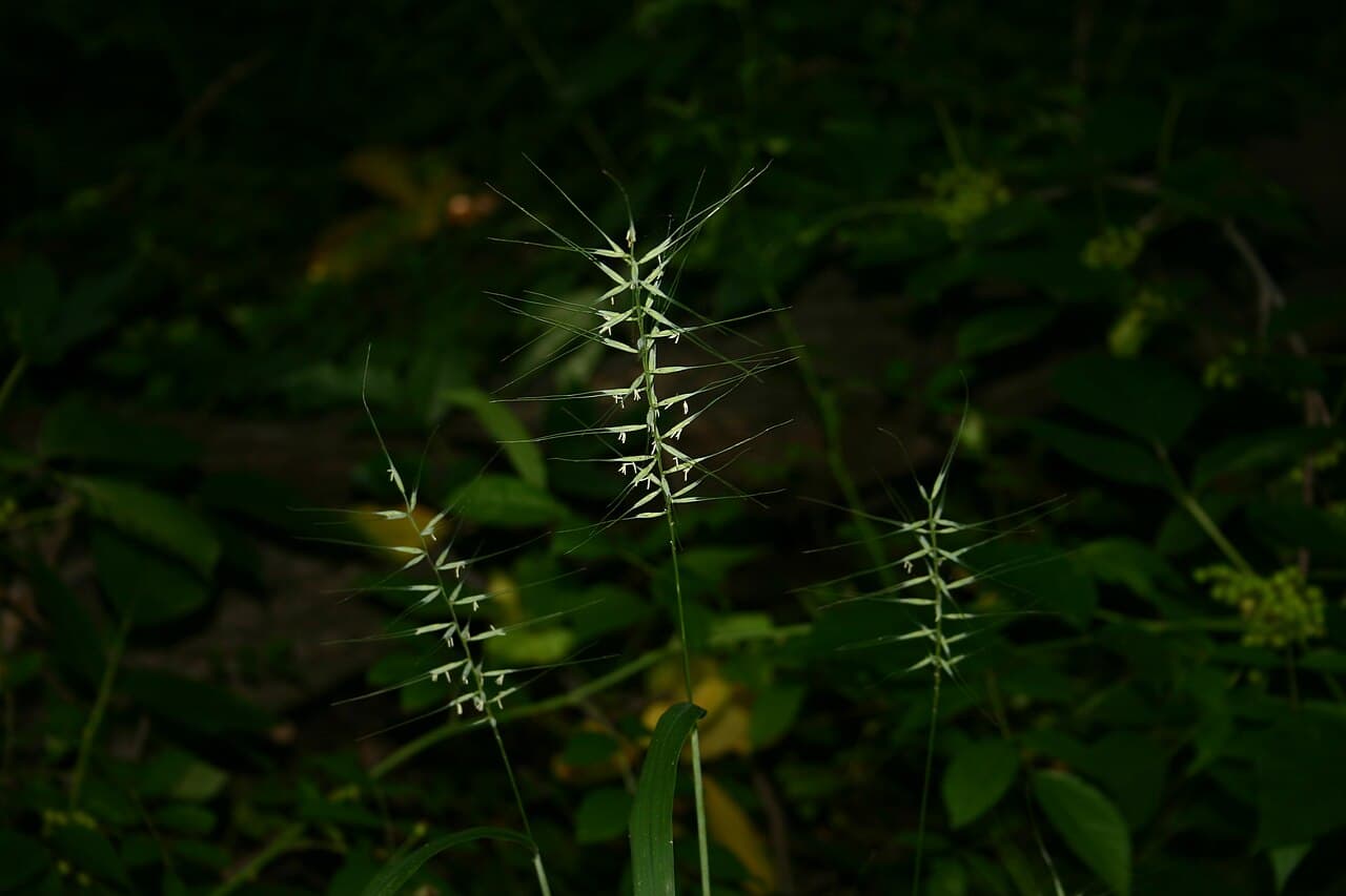 Bristly seed heads of bottlebrush grass