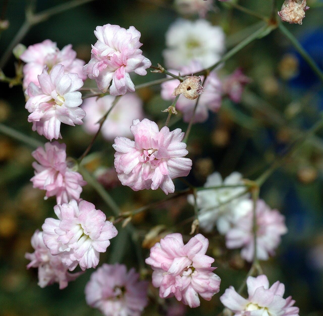 Tiny white baby's breath flowers