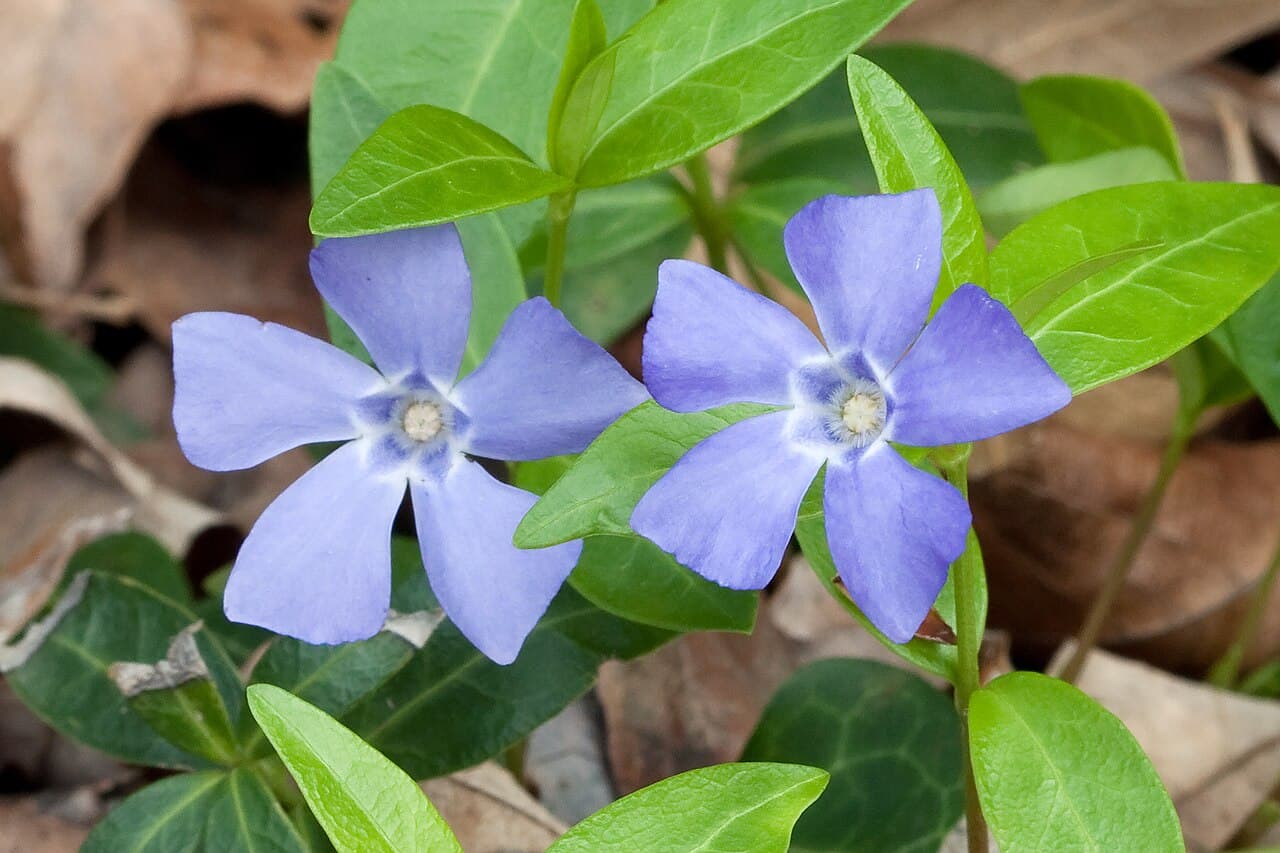 Periwinkle groundcover with blue-violet flowers and glossy leaves