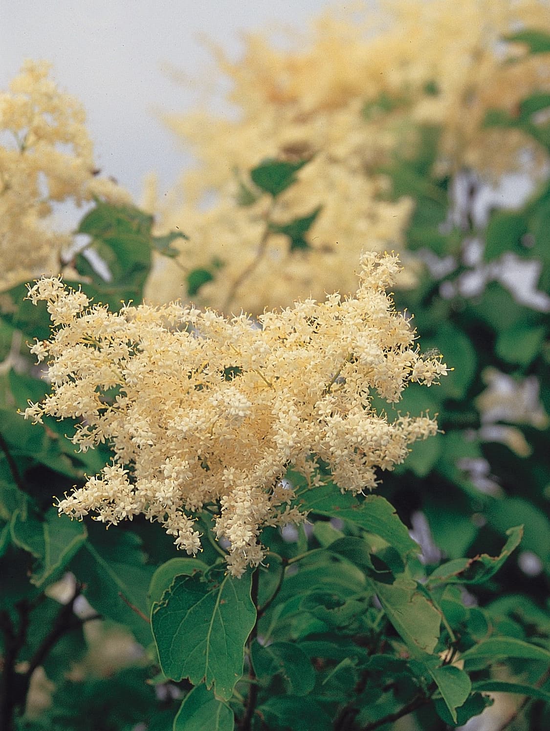 Creamy flower panicles of Japanese tree lilac