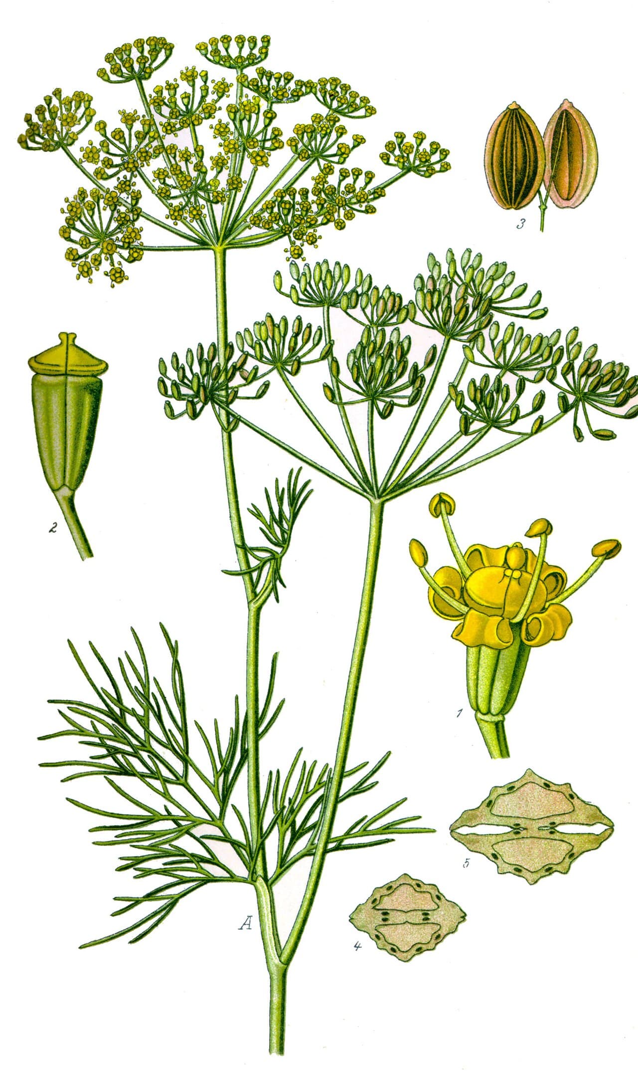 Botanical illustration of dill