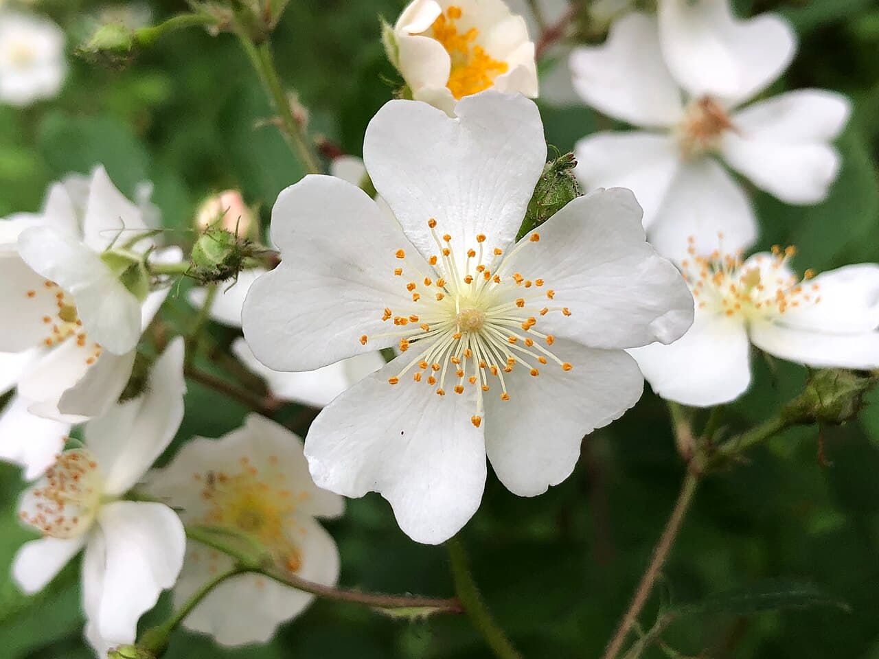 Sprays of small white multiflora rose flowers