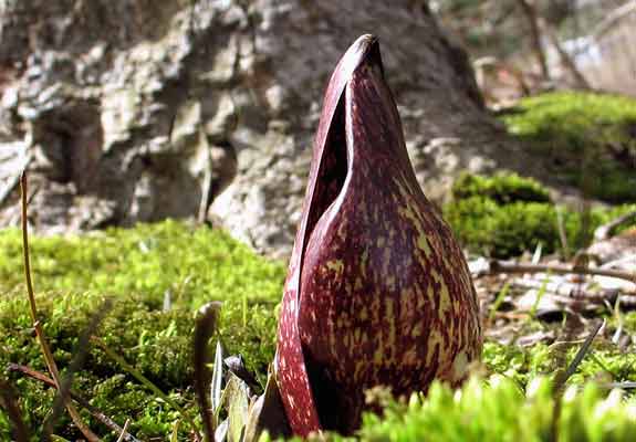 Hooded spathe of eastern skunk cabbage