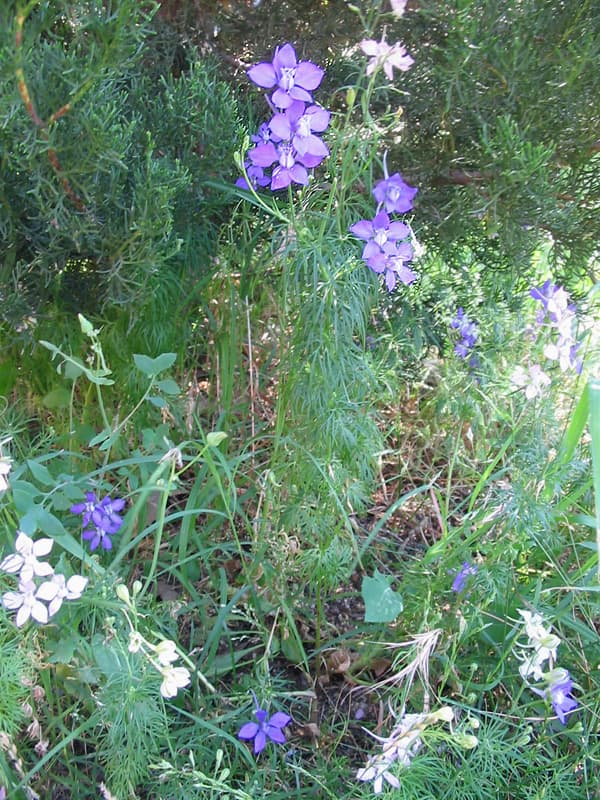 Blue larkspur flower spikes