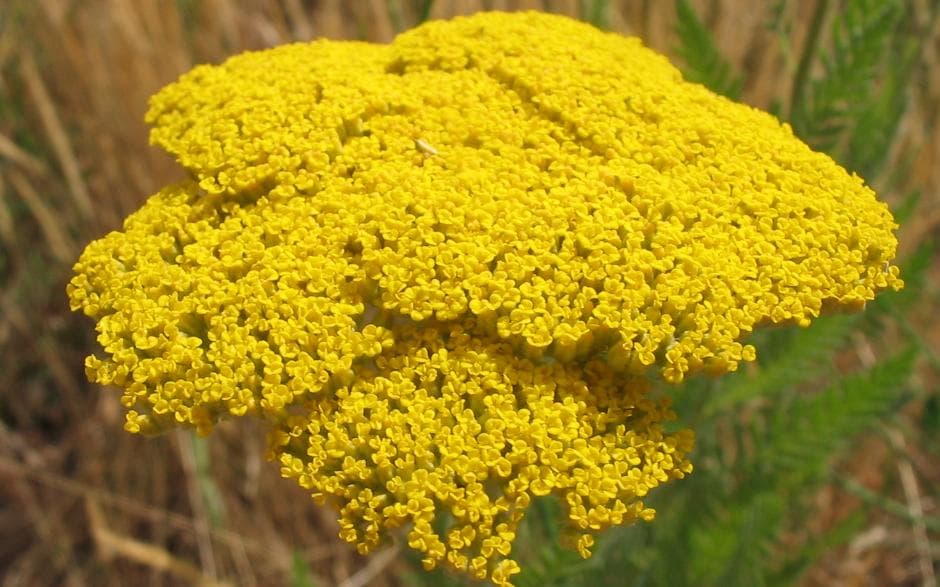 Flat gold flower heads of fernleaf yarrow