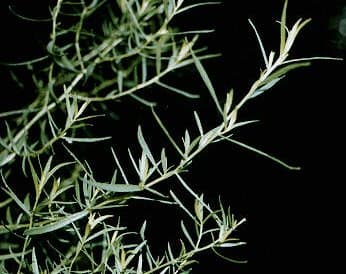 Narrow aromatic leaves of tarragon