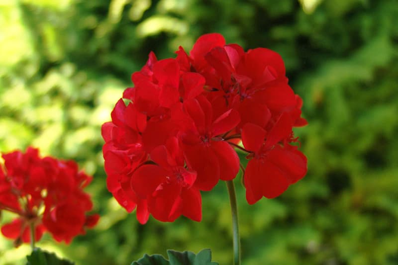Red annual geranium flower cluster