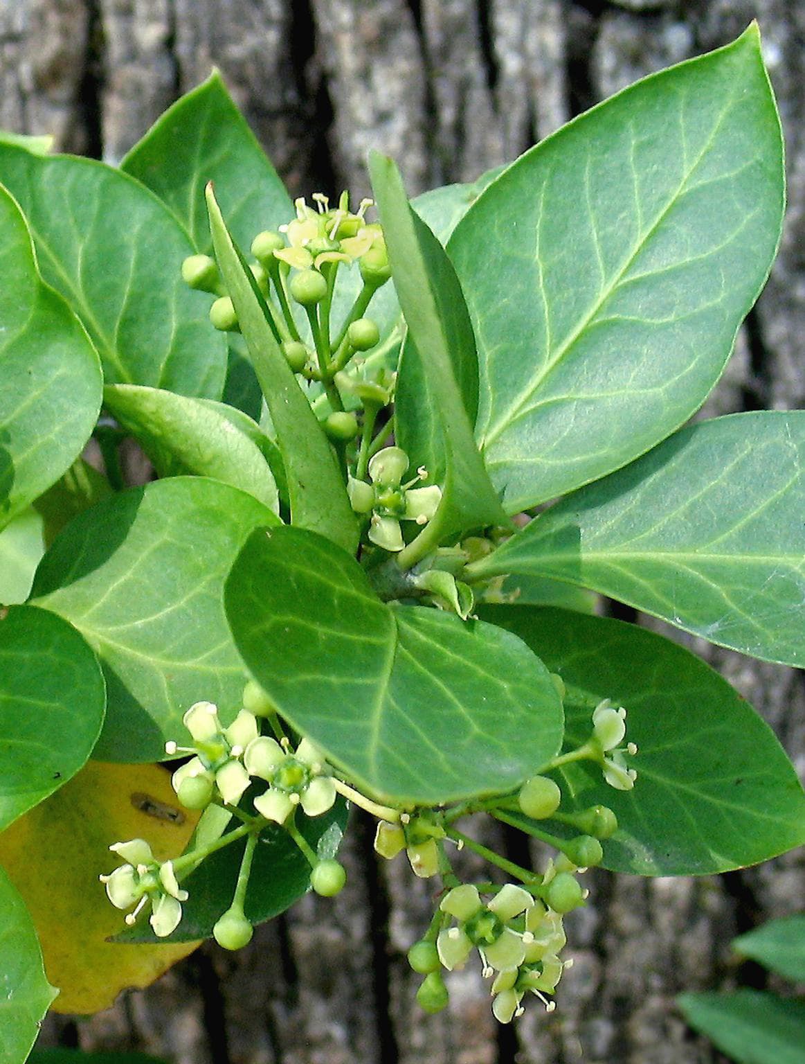 Variegated evergreen wintercreeper foliage