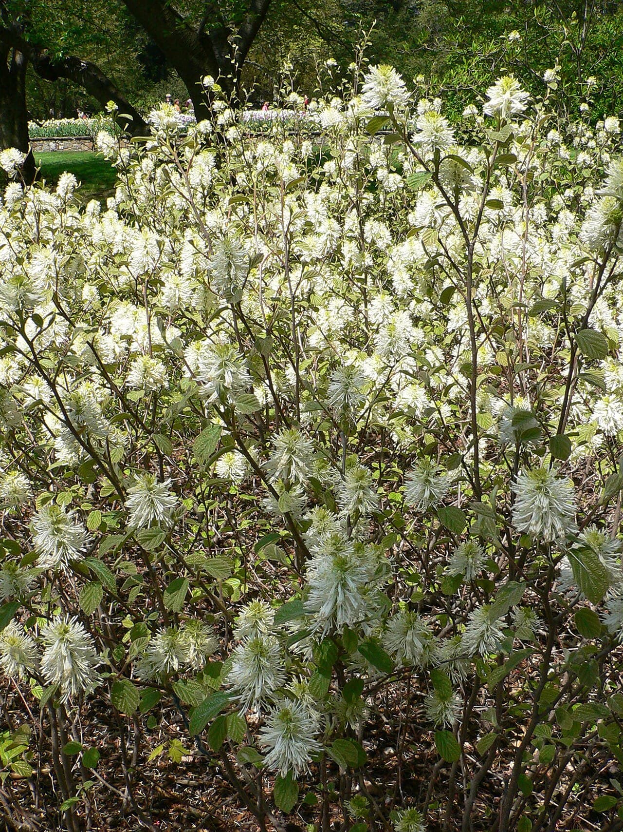 White bottlebrush flowers of fothergilla