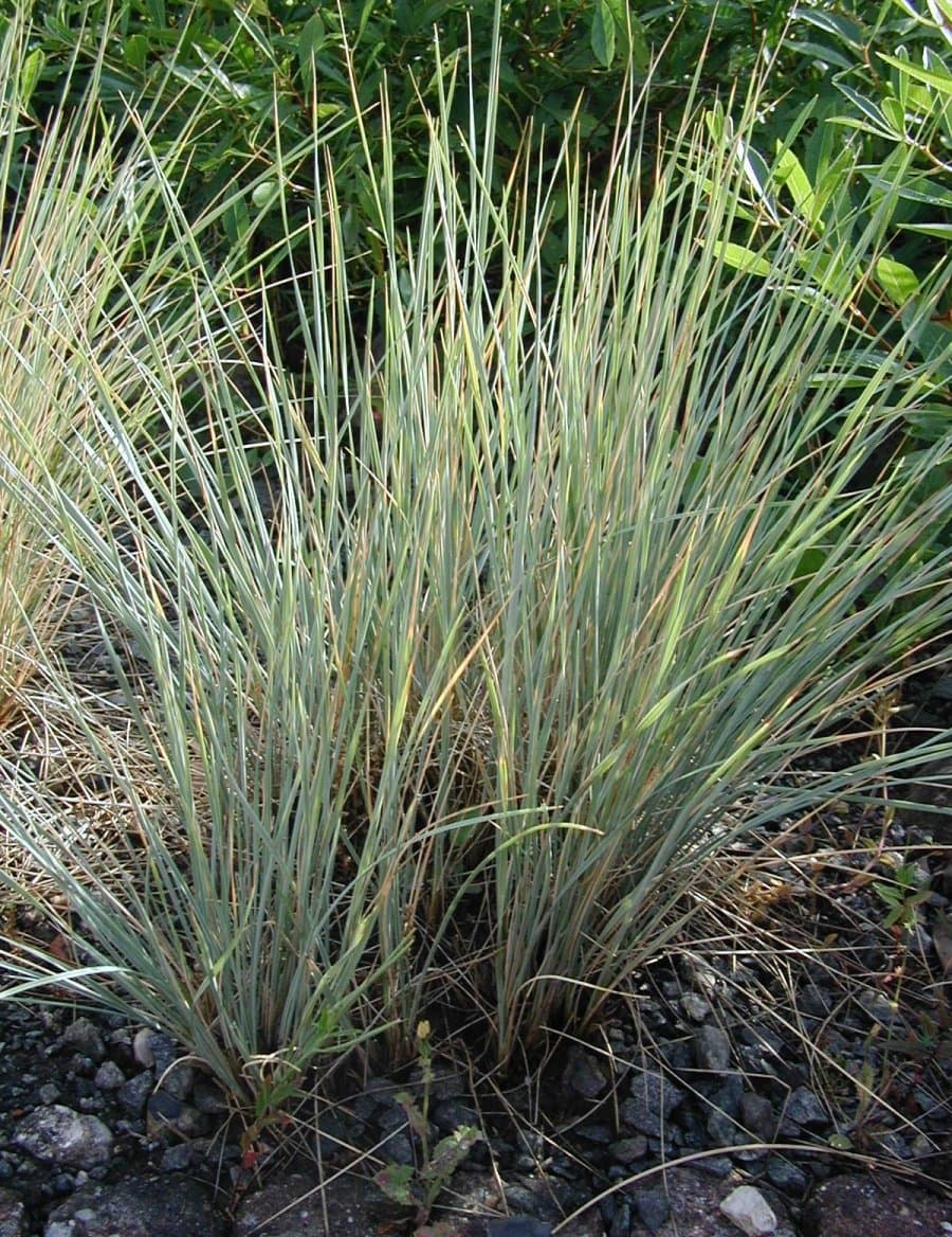 Steel-blue evergreen tuft of blue oat grass