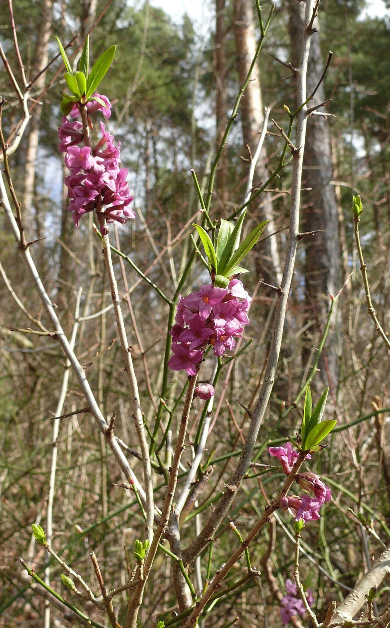 Pink daphne flowers on bare stems