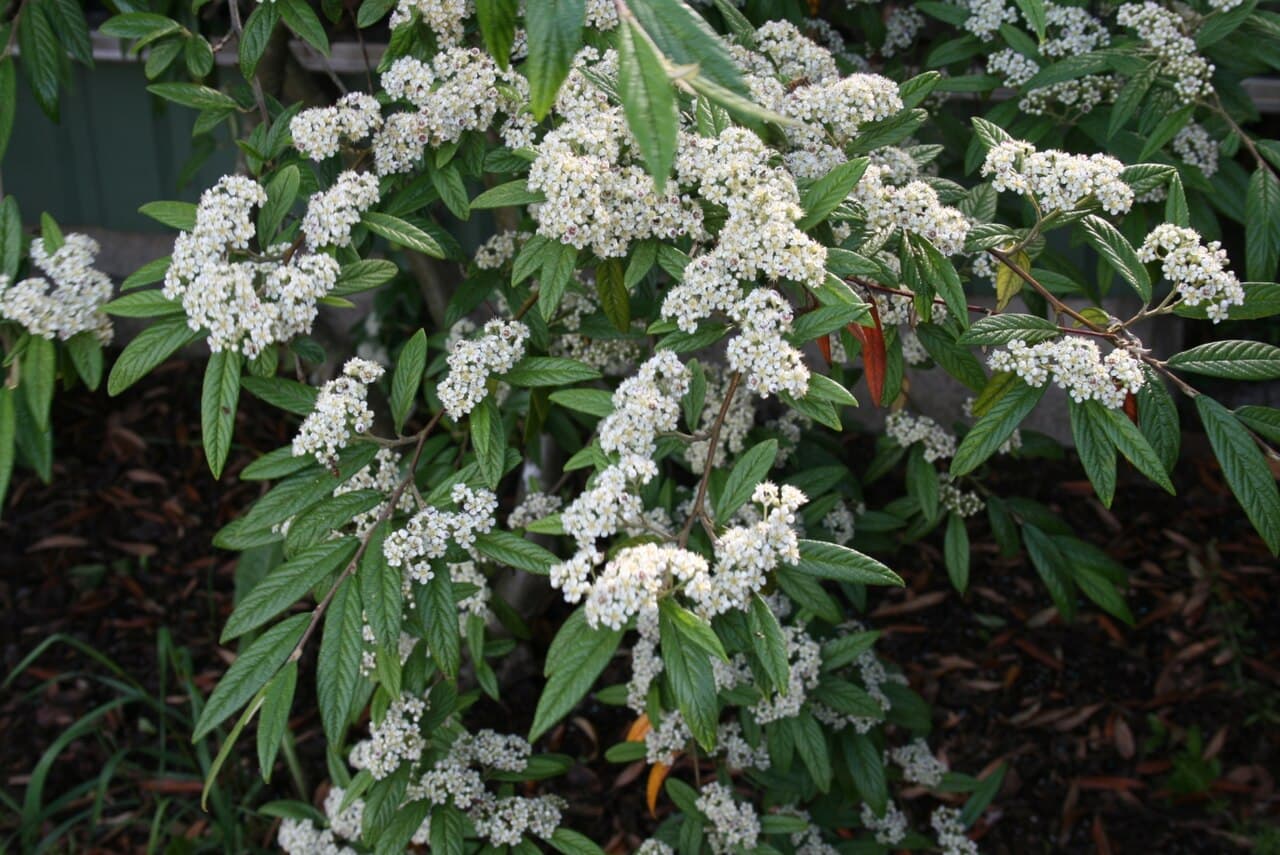 Narrow leaves and white flowers of willowleaf cotoneaster