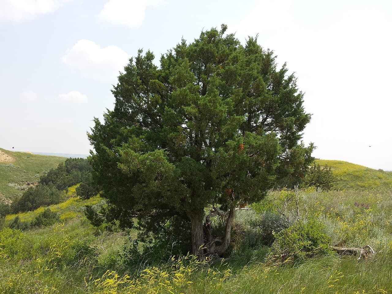 Rocky Mountain juniper foliage