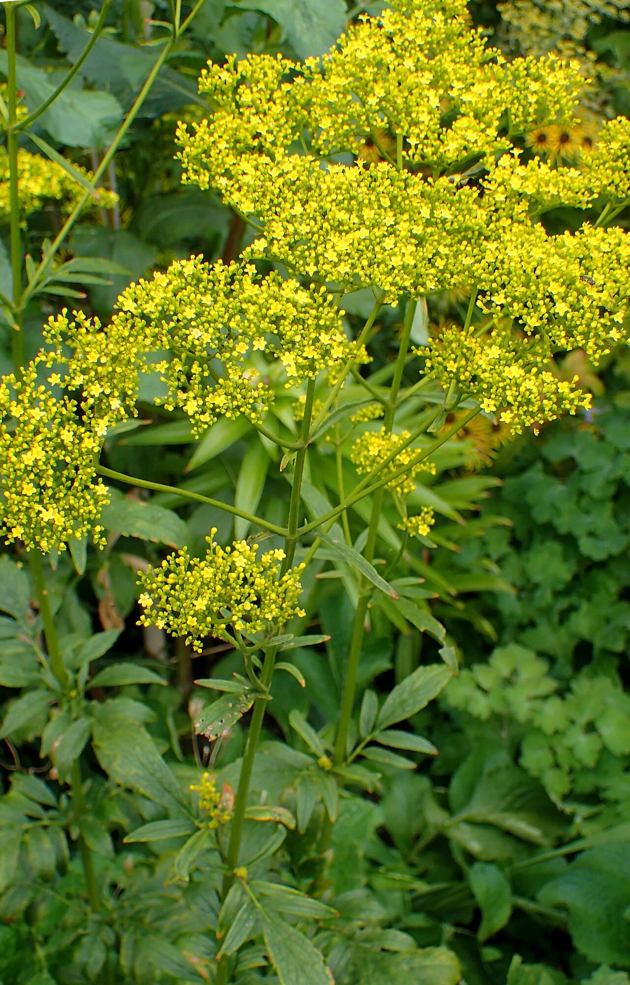 Airy yellow flower heads of patrinia