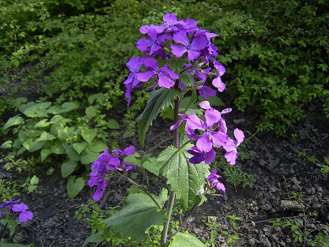 Purple flowers of honesty