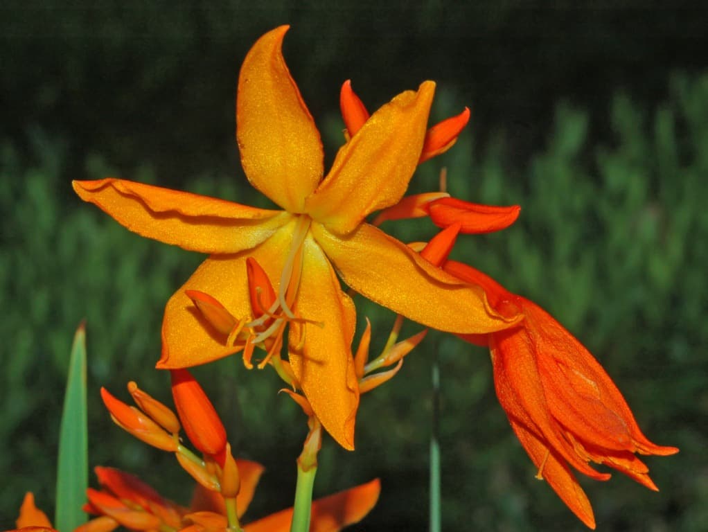 Arching orange crocosmia flowers