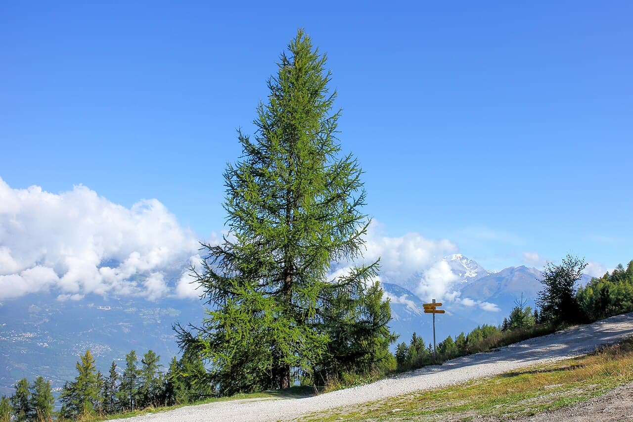 European larch in autumn colour