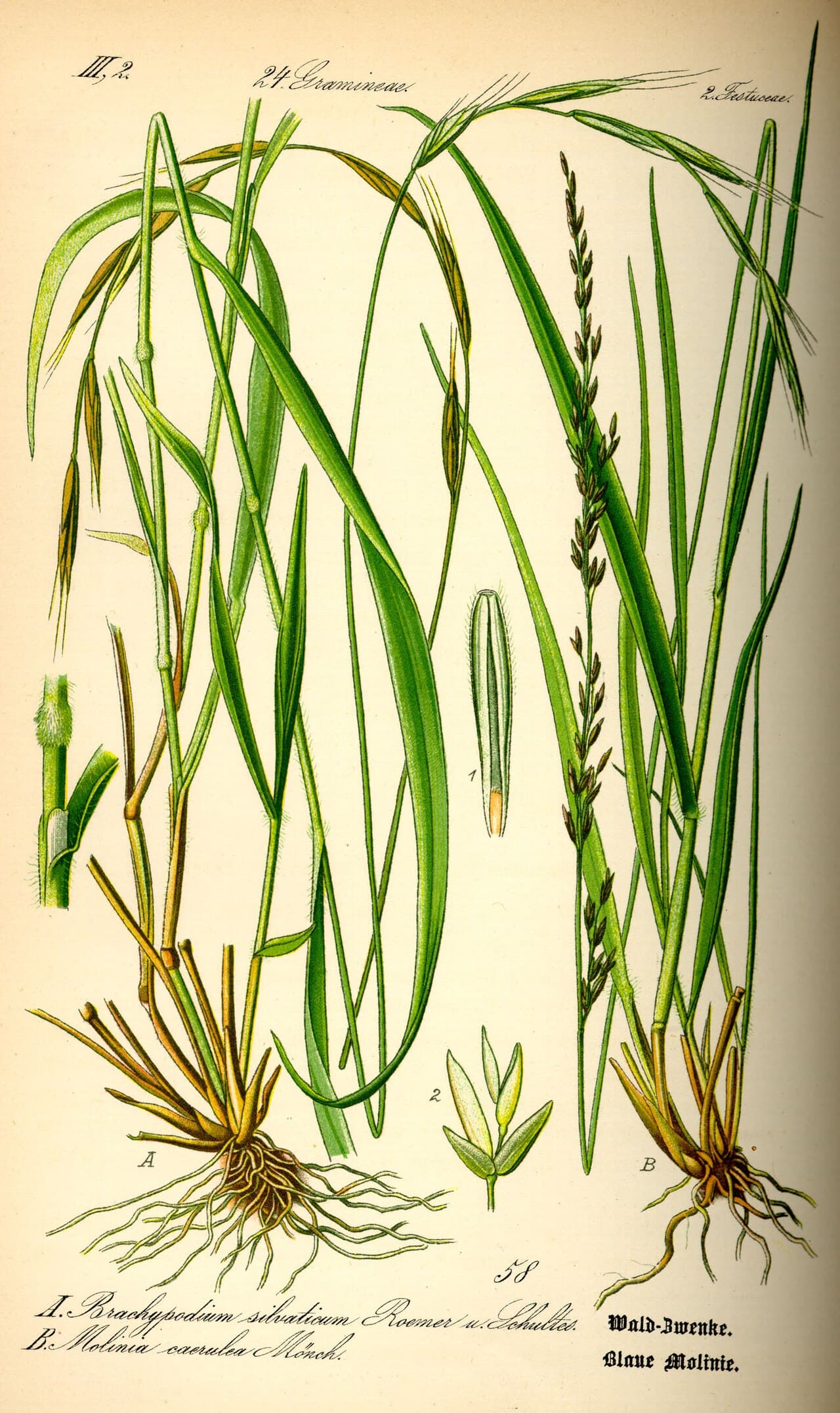 Botanical illustration of purple moor grass